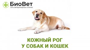 Кожный рог у кошек и собак