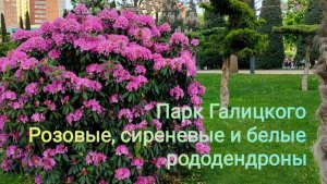 🌺В парке Галицкого цветут розовые, сиреневые и белые рододендроны🌺