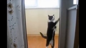 Лучшие приколы  Танцующие коты
