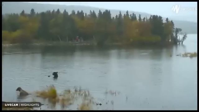 Аляска. Медведи Катмая. смотреть онлайн