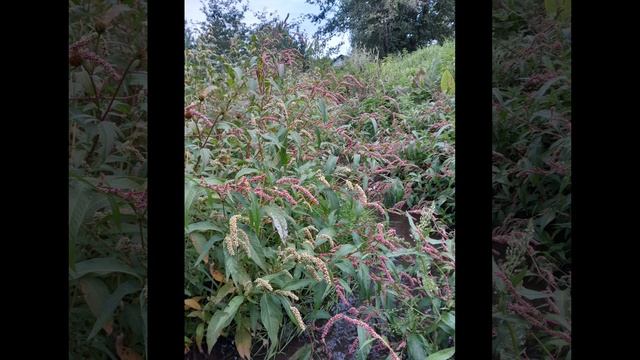 Ауыл адвокаттары. Мостай Кәрим. ||8 глава||Аудиорассказ на башкирском языке. смотреть онлайн