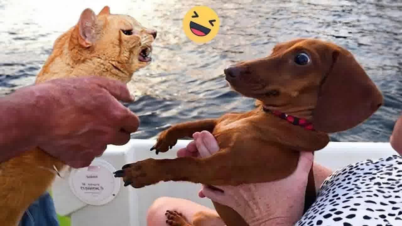 Если Ты засмеешься, ты проиграешь 🤣 Самые смешные собаки и кошки 😹🐶