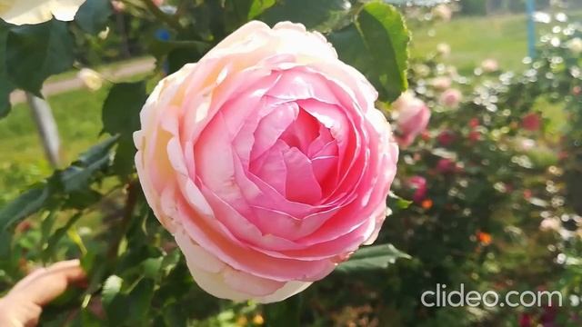 🌹Троянда Еден Роуз (П’єр де Ронсар)🌹 Rosa Eden Rose (Pierre de Ronsard)🌹