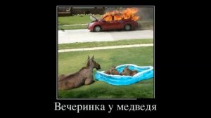 Подборка демотиваторов № 1, прикольные смешные демотиваторы VidBox