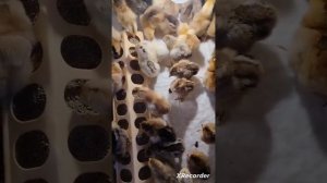 чип, чип, чебилэрем😃 🐥🎼