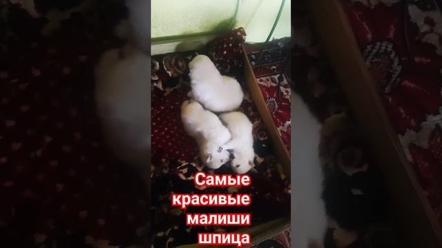 вау самые лучшие красивые малыши шпица. У нас сон час смотреть онлайн
