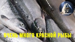 Как ловят красную рыбу