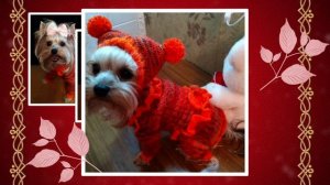 Комбинезон из ангоры на собаку