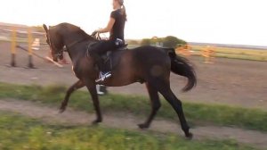 Принимание на галопе Девис (Деспот - Бильма ) г Павловск