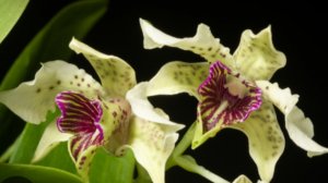 П-2. Ч-2. Обзор дендробиума  Normanbyense. 32 дня после получения 2ой посылки из 7 орхидей