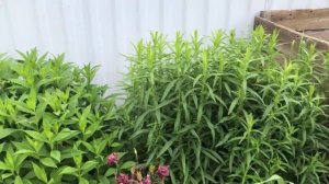 Показываю садовый огород и газон часть  (6)