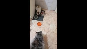 Коты