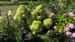 Гортензия BEE GREEN & БИ ГРИН 23.07.2024