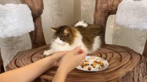 Пробуем ЕДУ из РАЗНЫХ СТРАН МИРА ЧЕЛЛЕНДЖ! Реакция котов На Еду