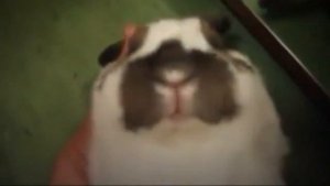 Виктор пузо зайца