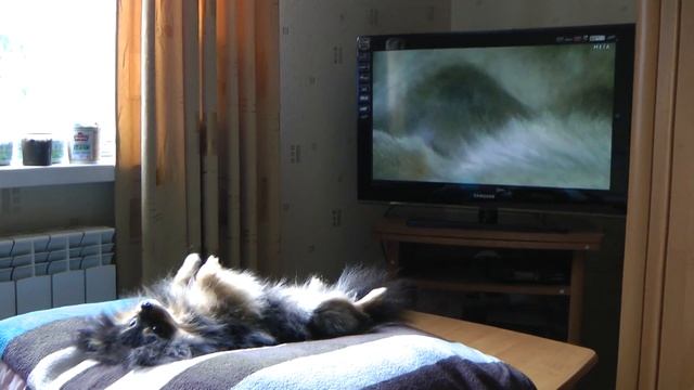 Аська смотрит телевизор смотреть онлайн