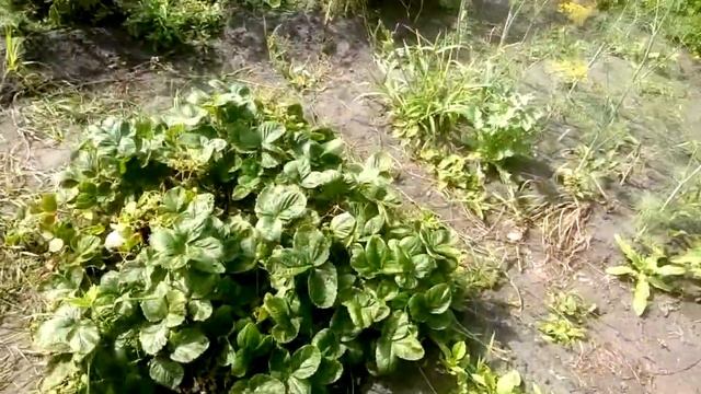 VLOG:Один День Из Моей Жизни | Гуляем с Аней || KATYA OSTANINA смотреть онлайн