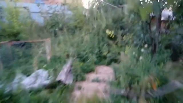 Колодное пчеловодство. Первый опыт. 24 августа 18 года вечерний осмотр колод