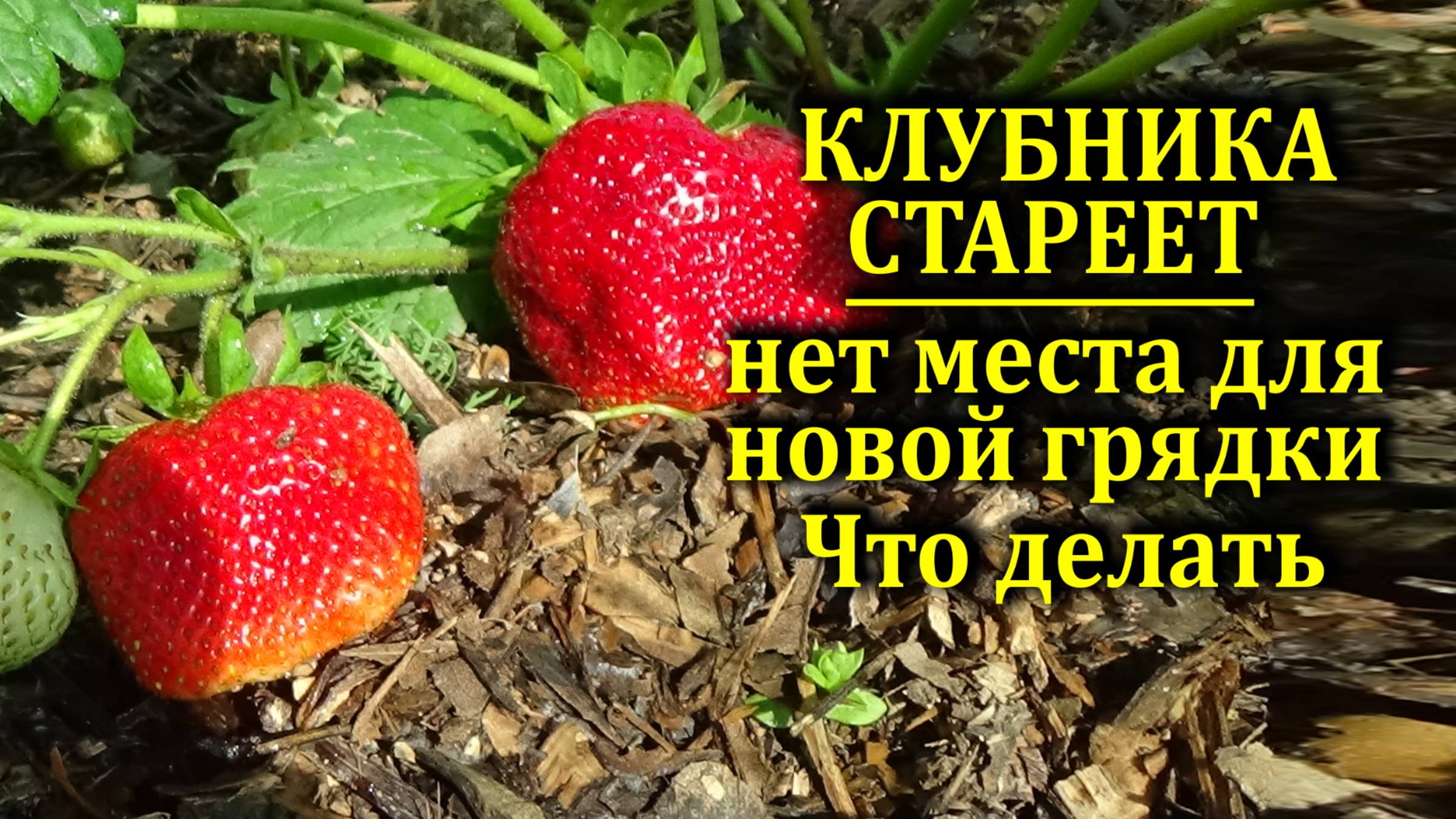Вам нужно омолодить клубнику а места для грядки нет Что делать Выход есть