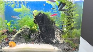 креветка blue dream, данио glowfish, ампулярия в аквариуме