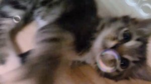 Кошка убила кота.