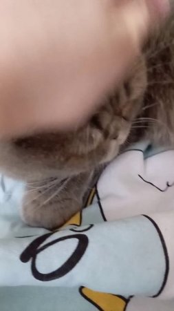 Бетти ❤️😺❤️