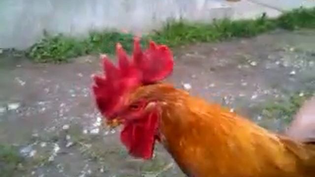 СМЕШНОЙ ПЕТУХ! смотреть онлайн