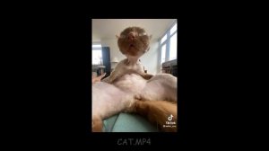 funny cats with single braincell