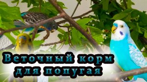 Веточный корм в рационе попугаев.