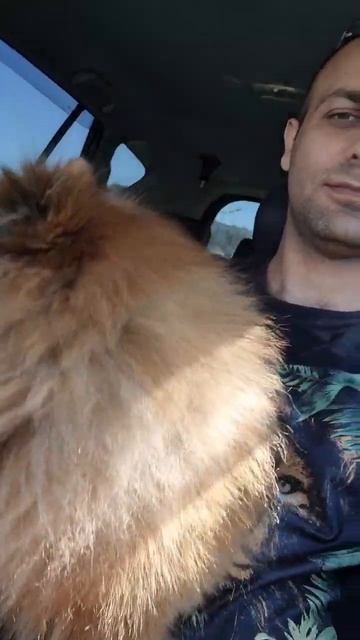 шпиц#приколы #собака смотреть онлайн