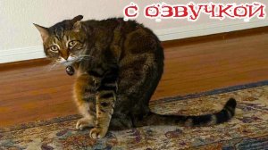 Приколы с котами! - С ОЗВУЧКОЙ! Самые смешные животные! СМЕШНЫЕ КОТЫ! ДО СЛЁЗ!