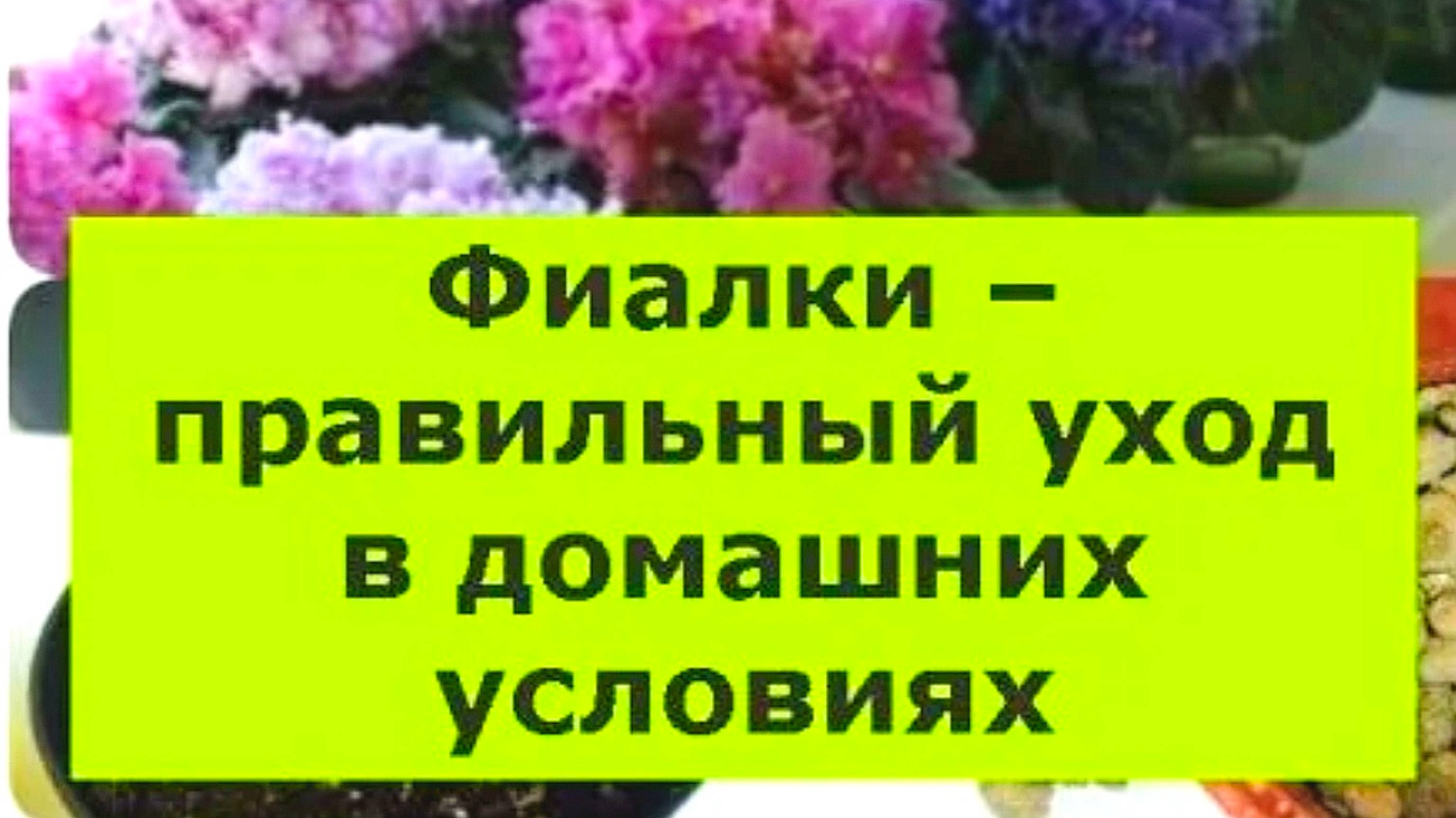 КАК УХАЖИВАТЬ ЗА ФИАЛКАМИ