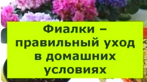 КАК УХАЖИВАТЬ ЗА ФИАЛКАМИ