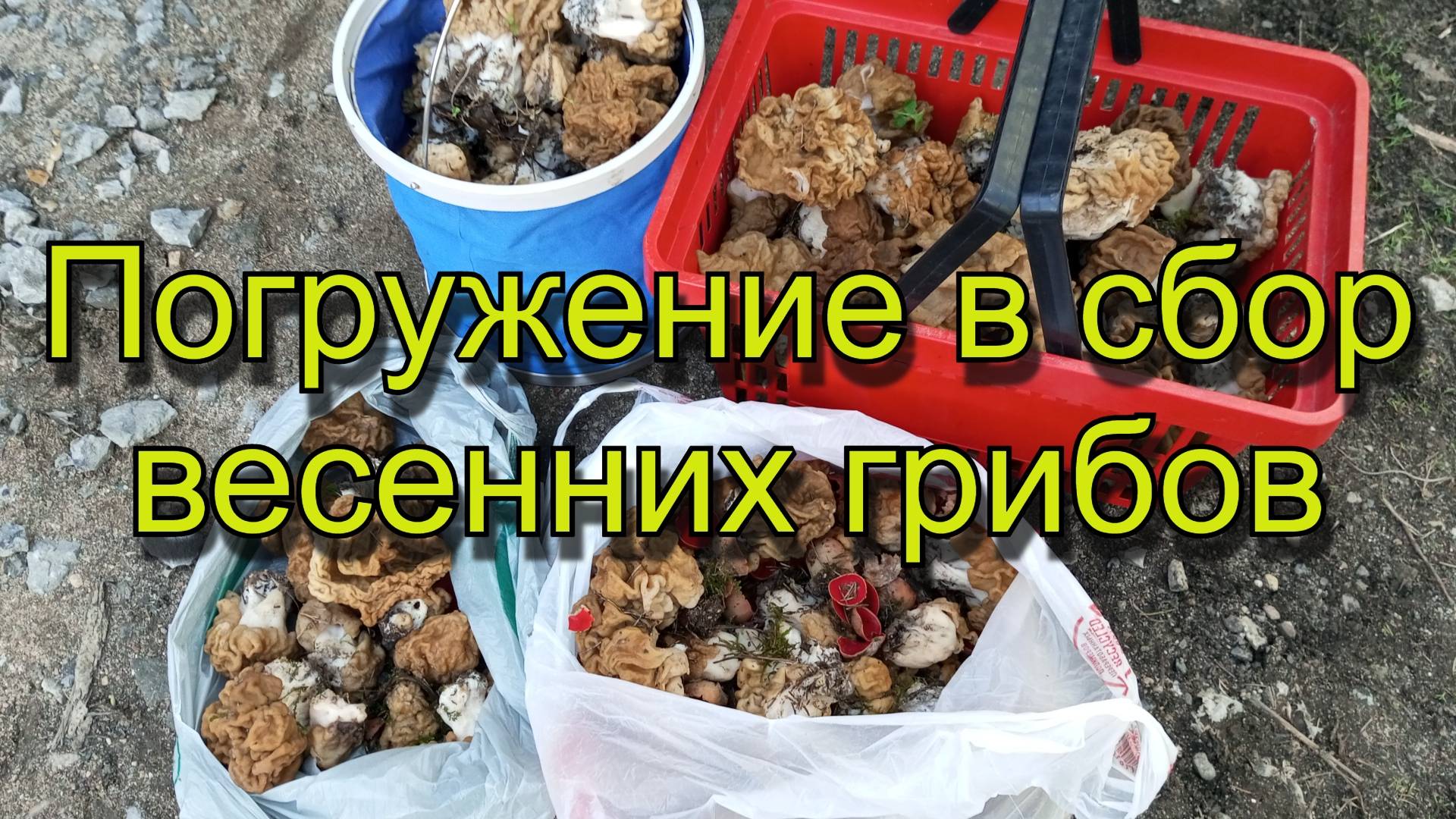 Погружение в сбор весенних грибов!