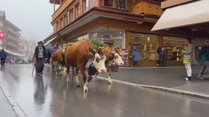 Пешеходная экскурсия по Венгену с сюрпризом! 🤫🇨🇭 Швейцарская деревня