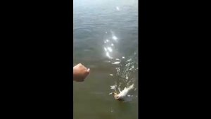 Судаковая лихорадка на реке Волга