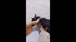 Собака. Кот. Том и Фокс