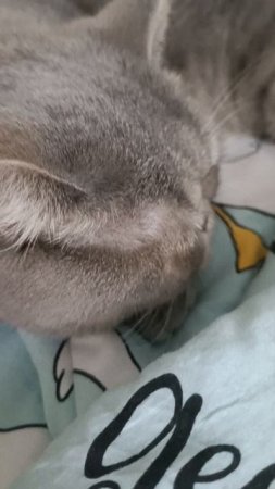Моя кошка полюбила карандаш ✏️🐱✏️