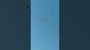 04.04.2025. Голуби. Утро.