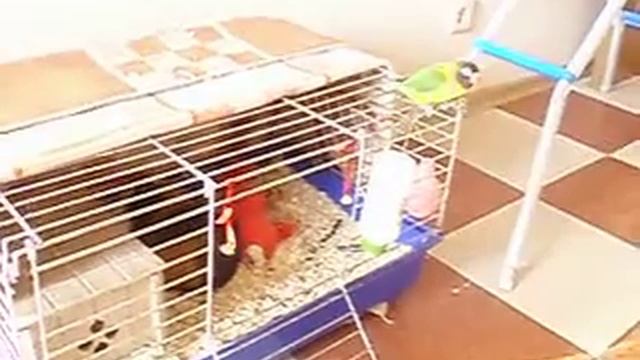 Гоша залез в клетку к морской свинке Масе смотреть онлайн