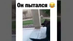 Грация кошки ловкость картошки.