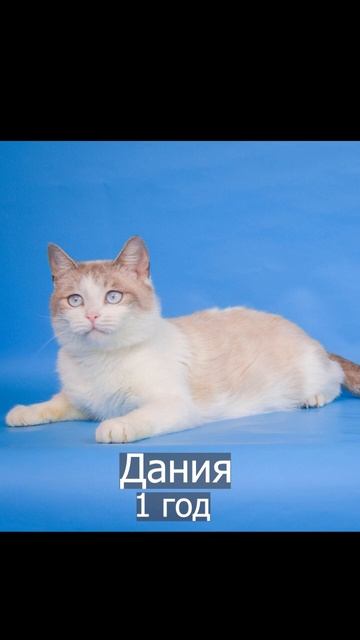 Выставка «Найди друга» 11 февраля 2024г представляет наших участников. г. Москва и МО