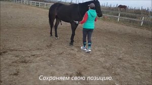 Приучаем лошадь к хлыстику Аид