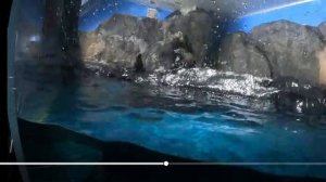 ЛАНГКАВИ. ОКЕАНАРИУМ