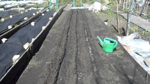 ПОСАДКА МОРКОВИ