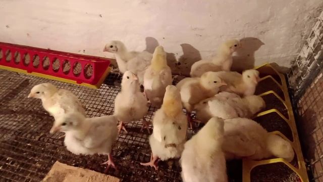 Так проходит наш день в своем доме🏠Подвязали помидоры🍅 Докупили смородину☘️ Бройлеры растут 🐥🐤