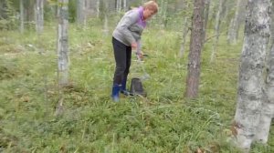 Собираем чернику.