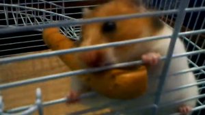 Прикольный хомяк Валера и сушка