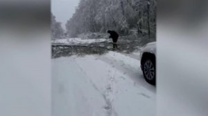 Майский снегопад в Москве повалил деревья и оборвал провода: видео