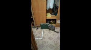 Наш кот Сёма.